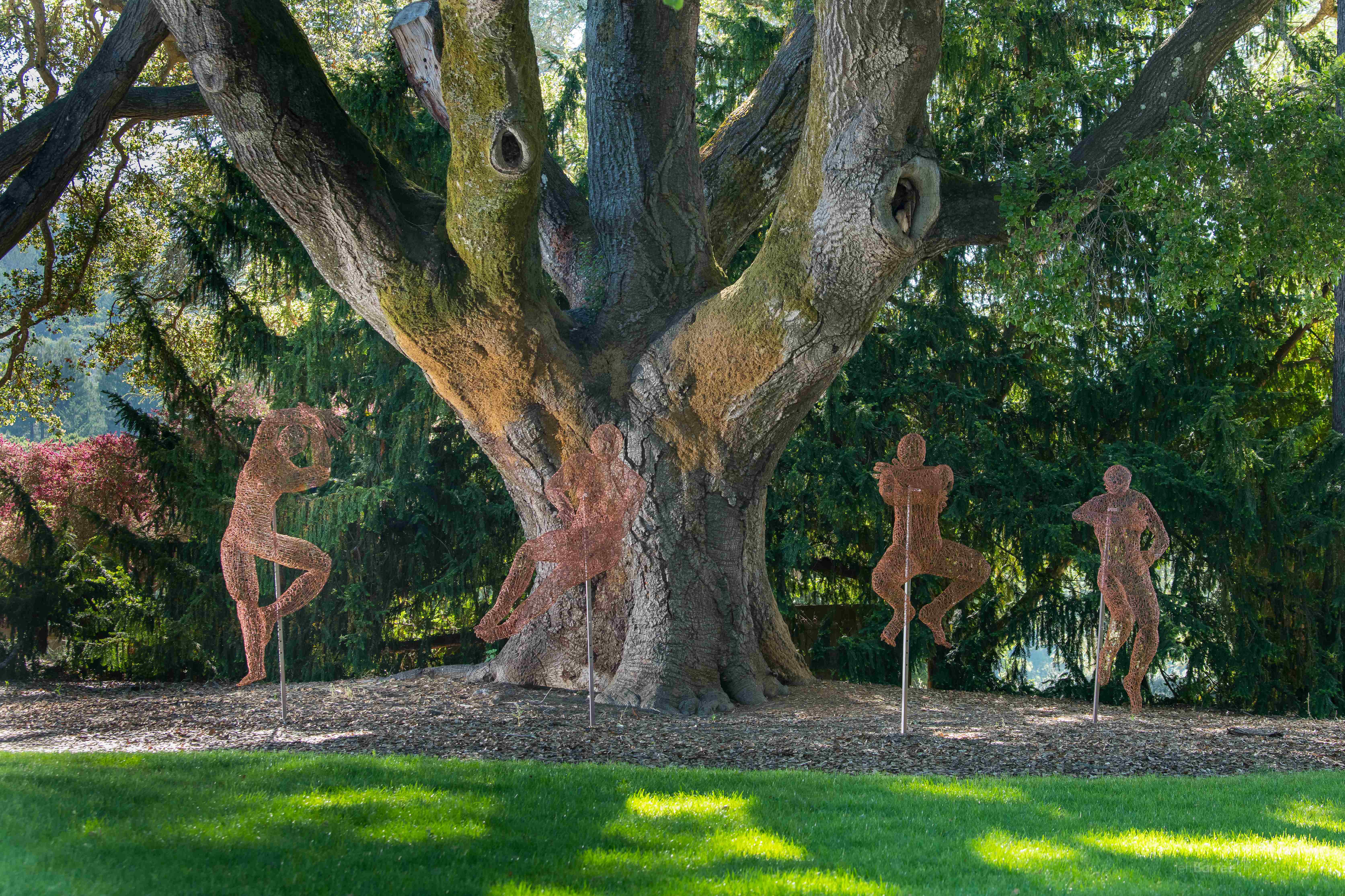 Rich Soil at Filoli