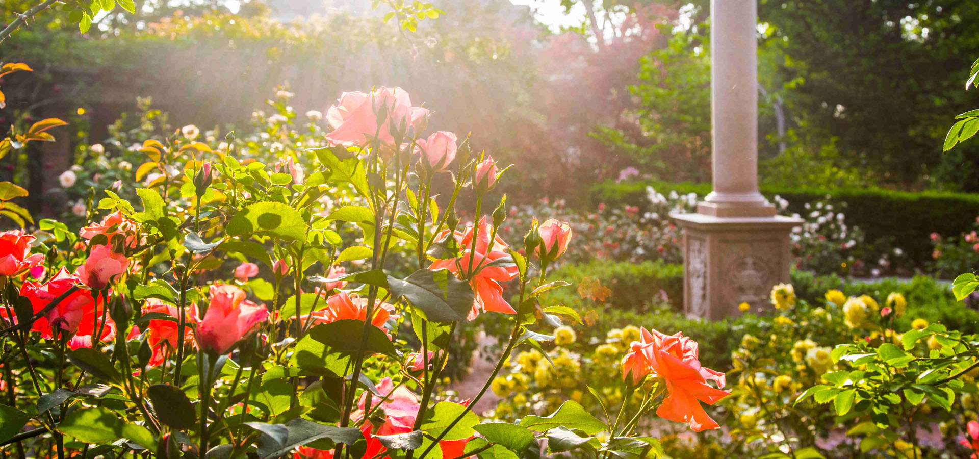 The rose garden in spring