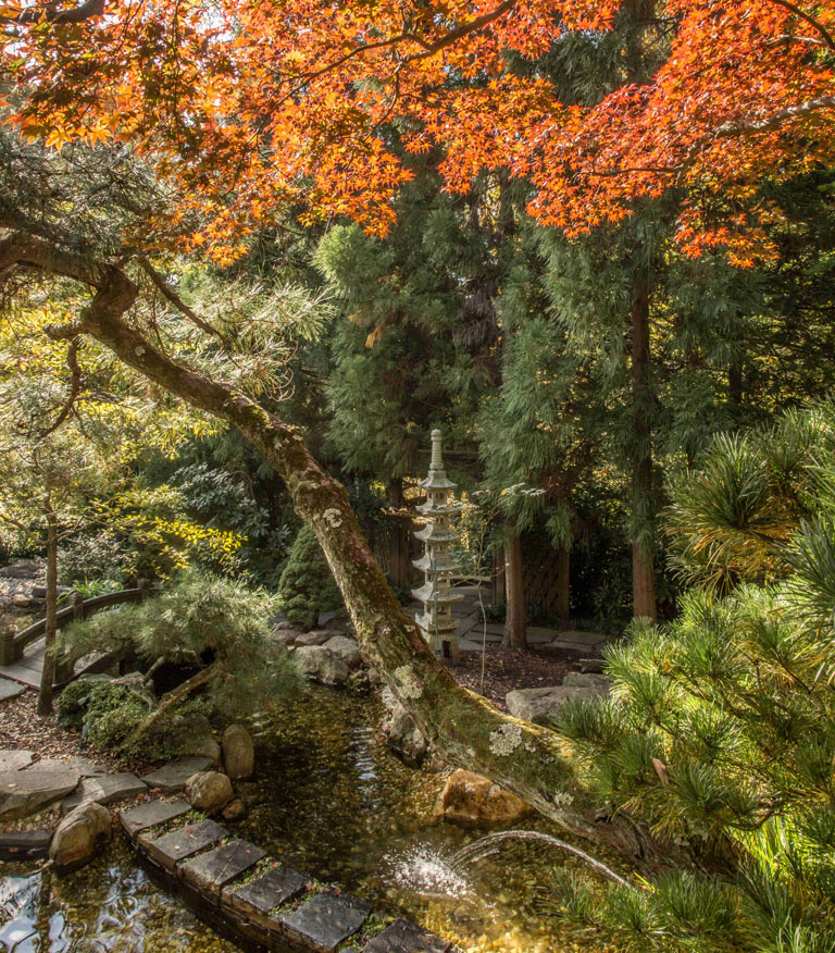 Japanese-style garden in fall