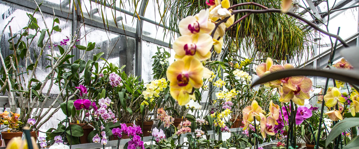 Orchids blooming in Hillwood's greenhouse