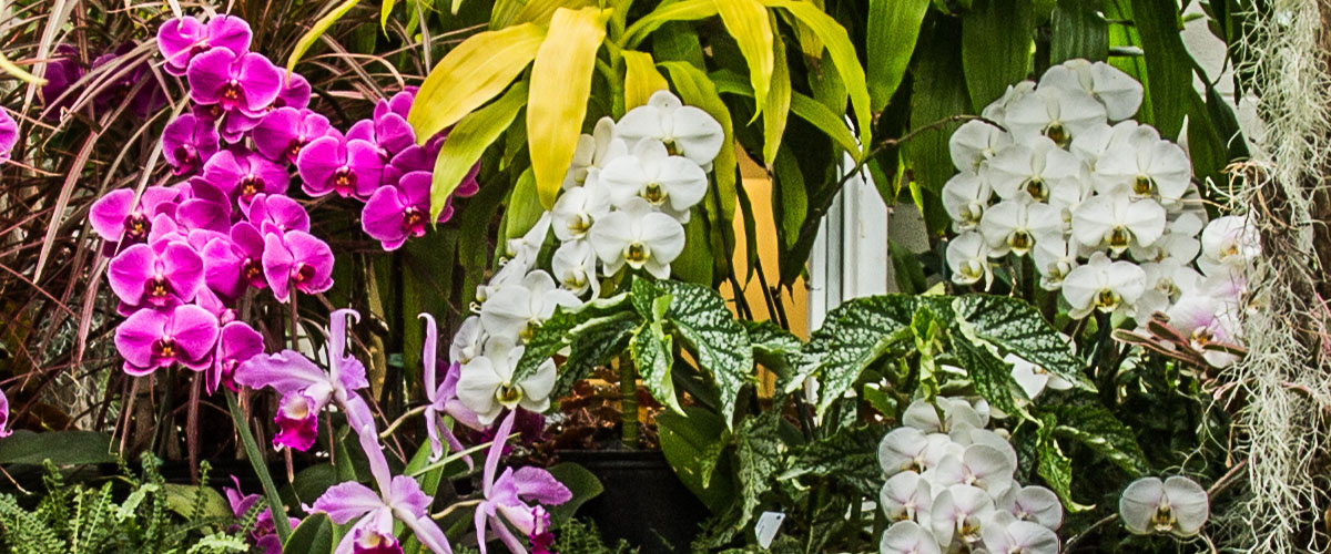 Orchids blooming in Hillwood's greenhouse