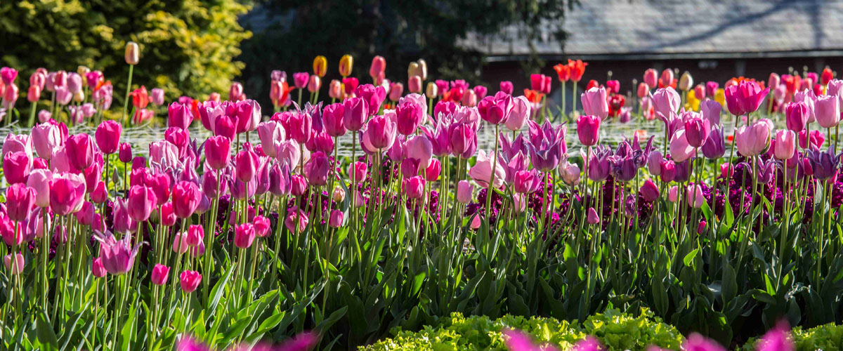 Dense, serpentine border planting of luscious fuchsia, pink, and purple tulips