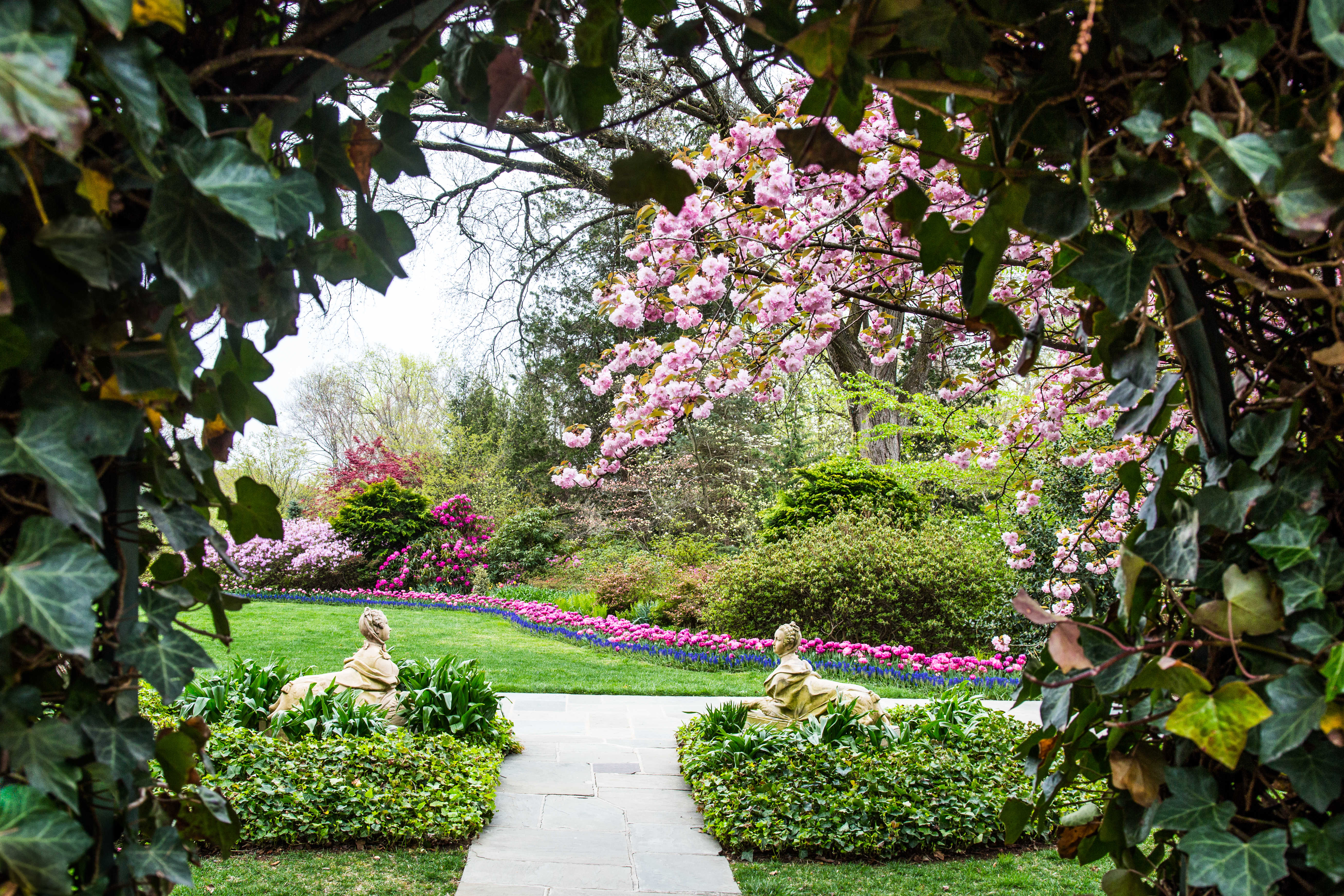 Hillwood's spring gardens with sphynx statues, tulips and cherry blossoms viewed from an ivied arch