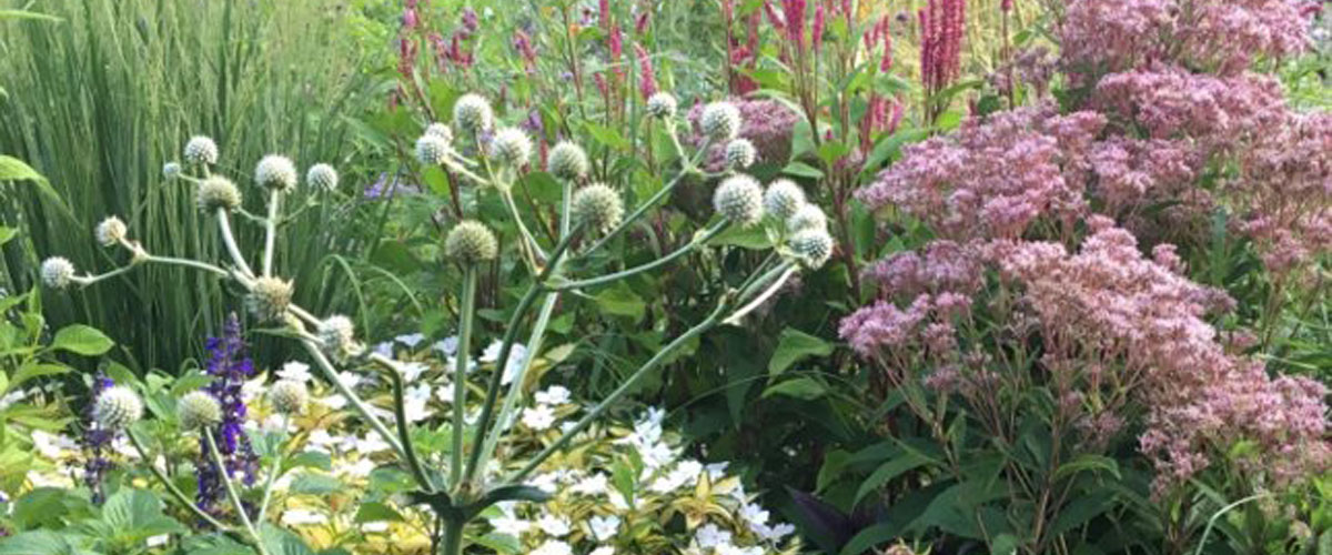 Native plants at Hillwood Estate, Museum & Gardens