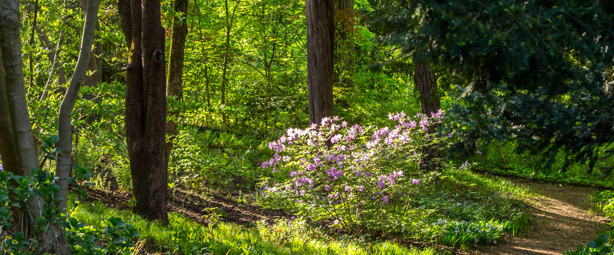 Beautiful woodland path at Hillwood with dark green trees, bright green ground cover and one purple Azalea