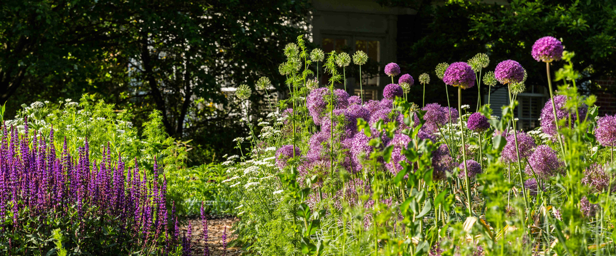 Cutting Garden white and purple alliums