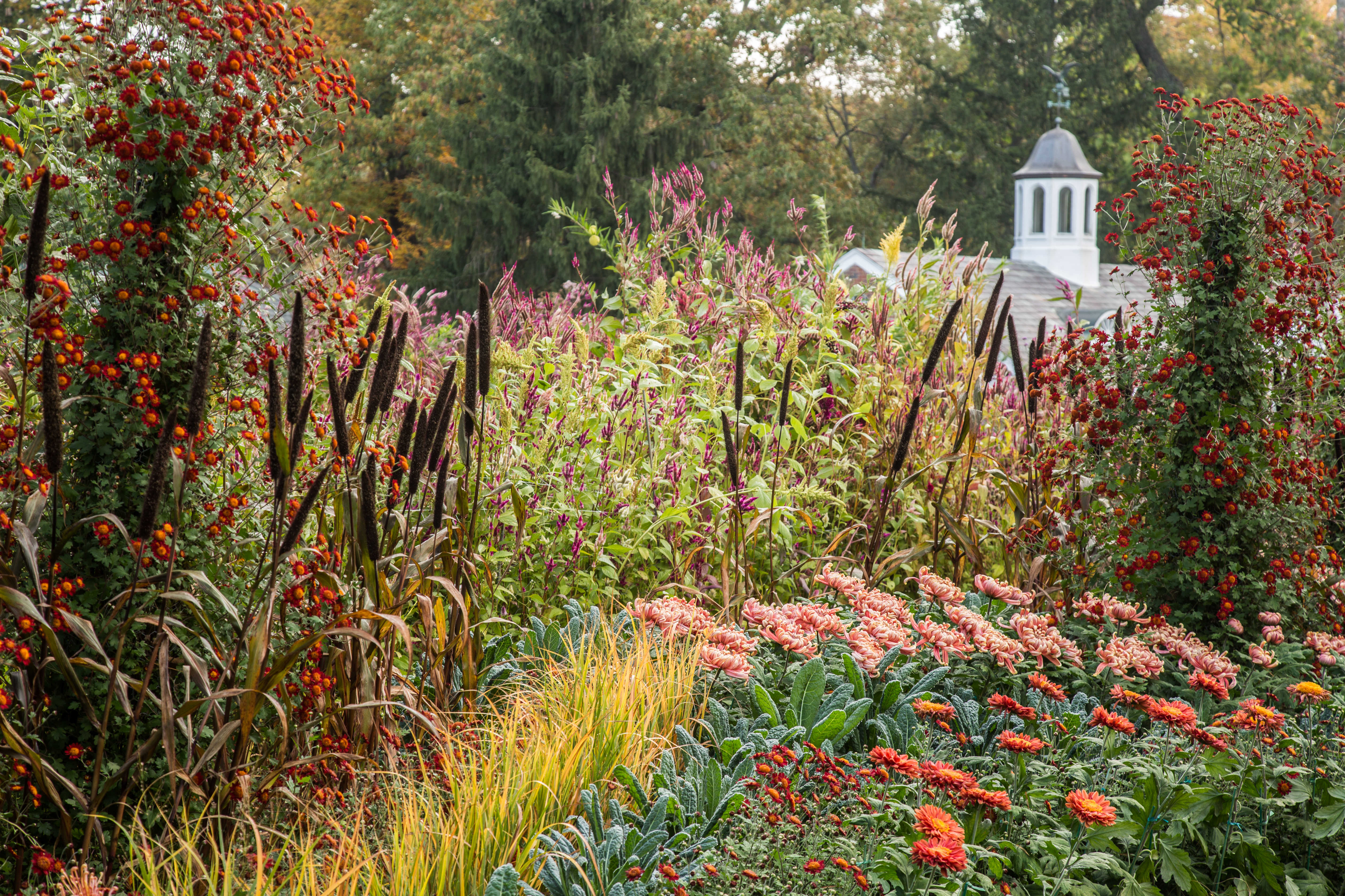 Fall garden with red and orange mums