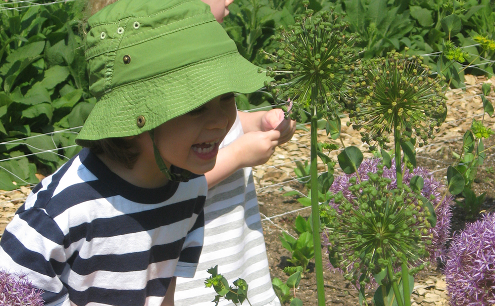 preschooler looking closely at a plant in Hillwood's garden