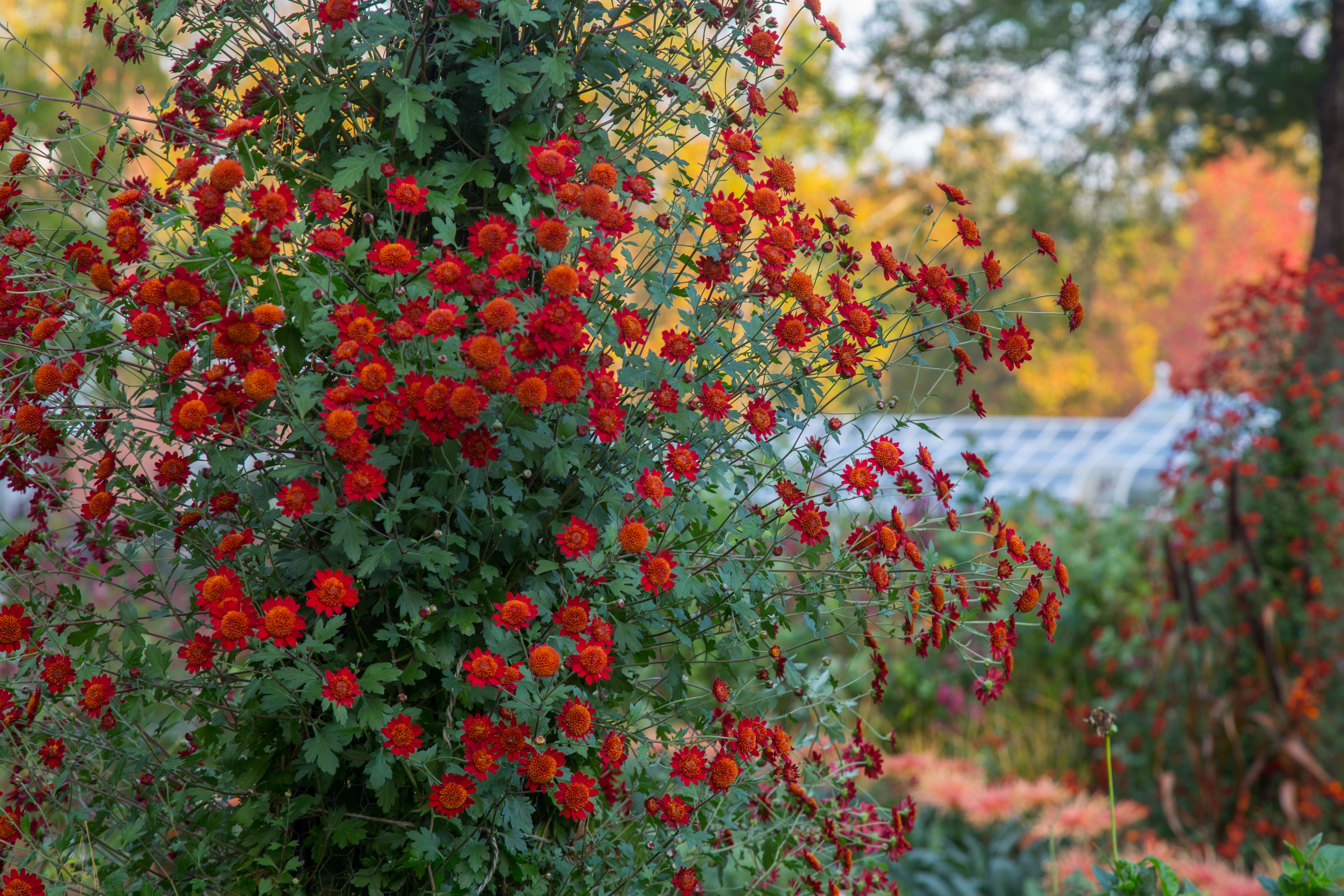 Specialty mums in the cutting garden