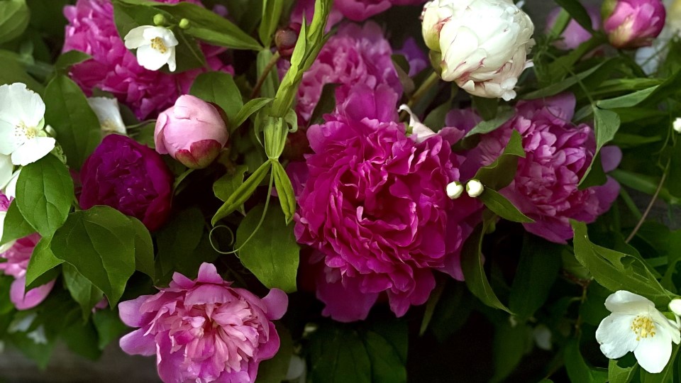 Peonies