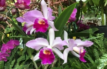 Cattleya Eleanor Roosevelt