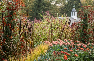 Fall garden with red and orange mums