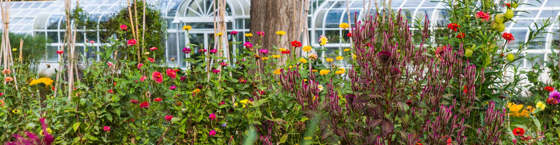 Cutting garden in fall