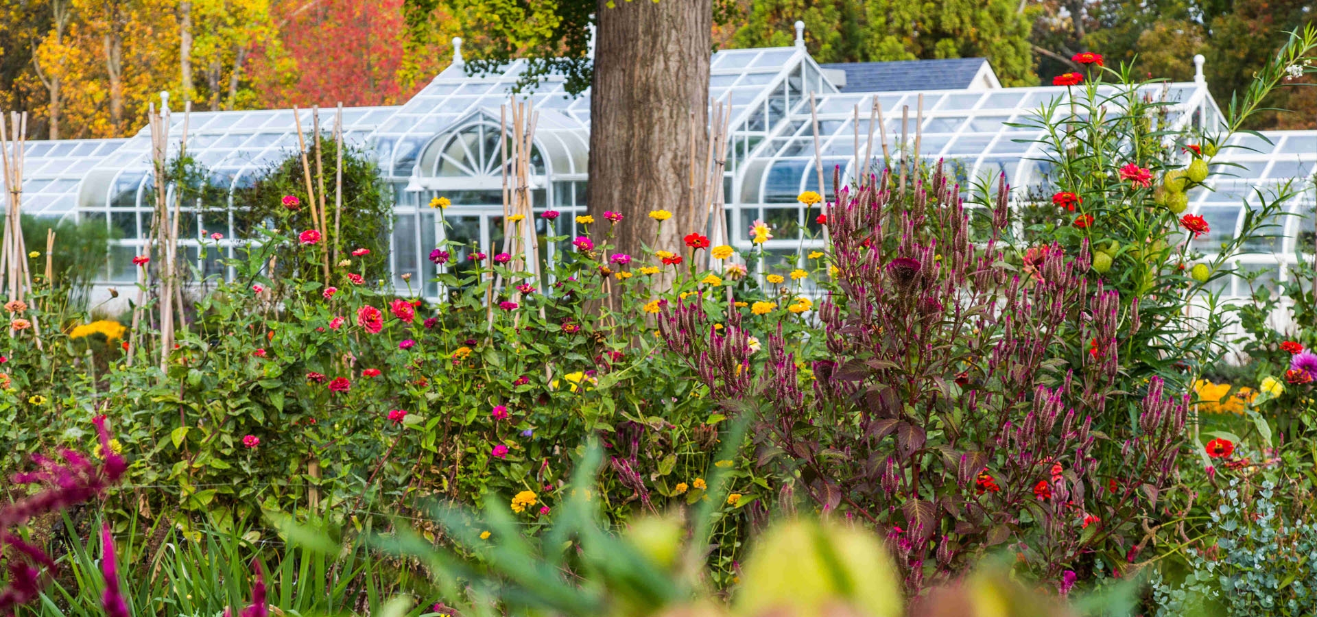 Cutting garden in fall